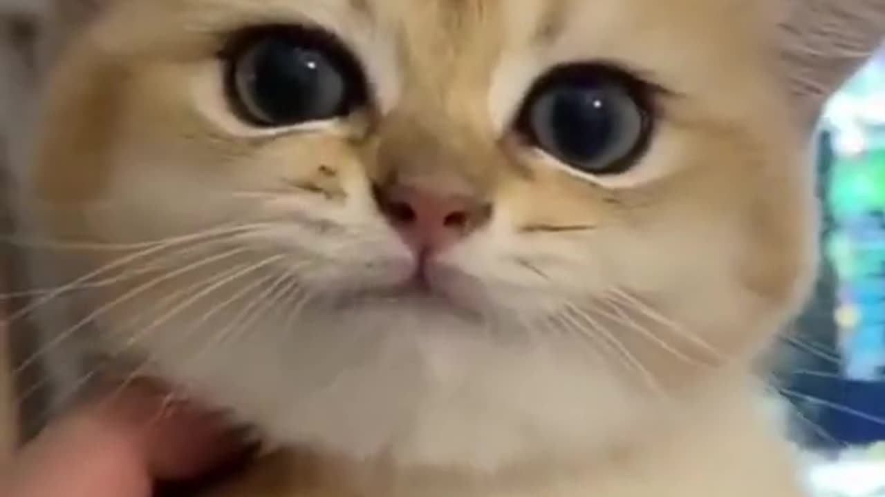 OMG So Cute Cats ♥ Best Funny Cat Videos 2023