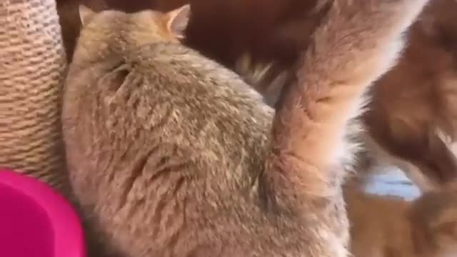 Cat mummy ♥ loves her baby