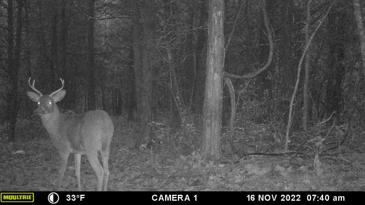 Shenandoah Bucks