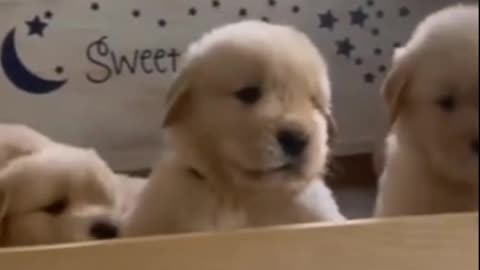 Cute dog 🐕 viral video