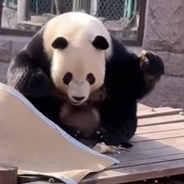 Get Ready for the 50 Funniest Pets of the Month 😸