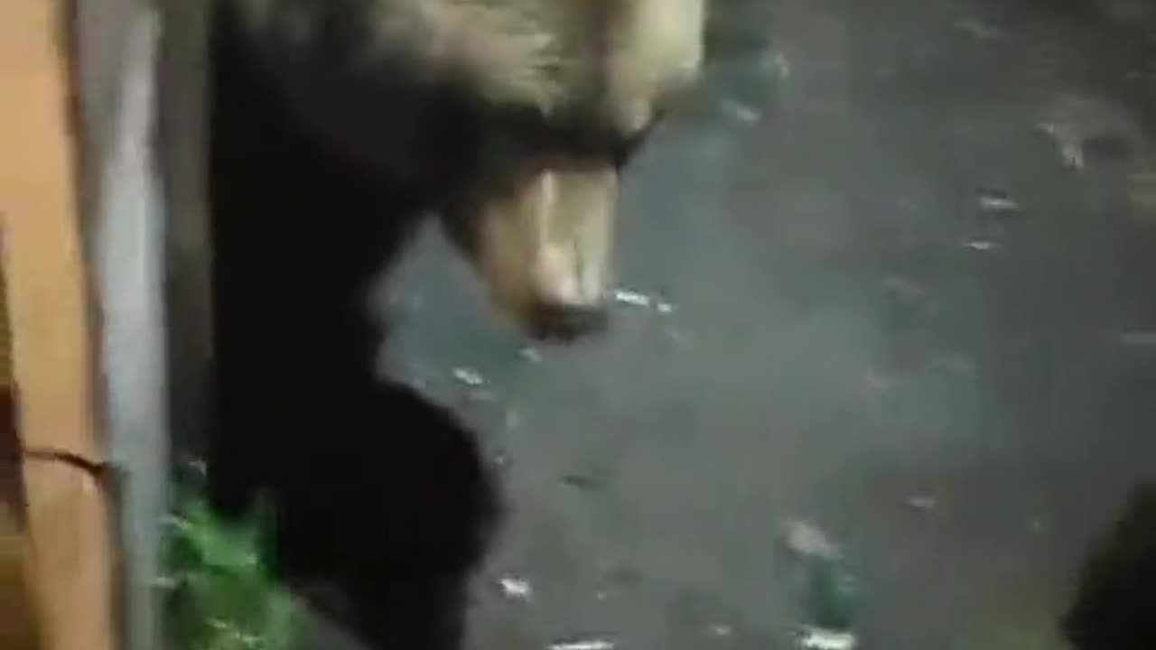 Feeding a Wild Bear