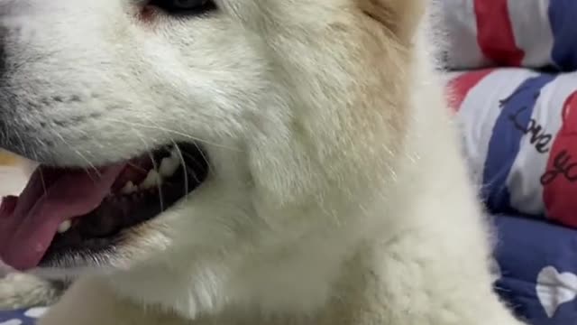 I don't think you've ever seen that lovely Samoyed