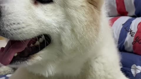 I don't think you've ever seen that lovely Samoyed