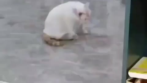 Funny cat