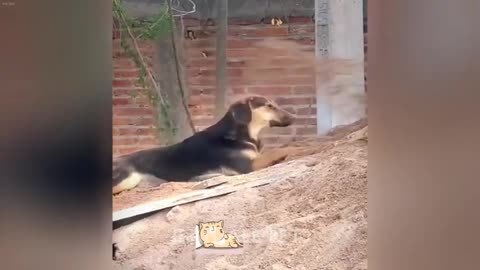 When Cats Are So Silly I will die laughing New Funny Catss 2024