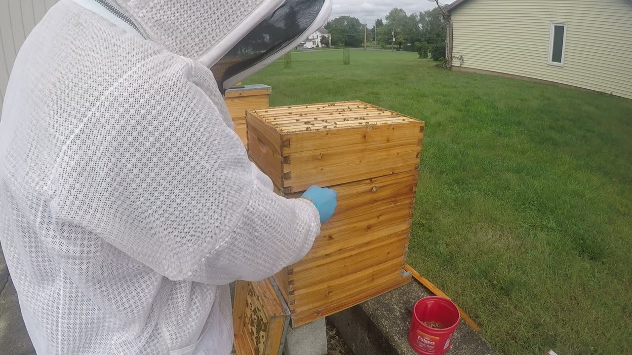 September 30 2024 Swarm Hive Inspection Part I