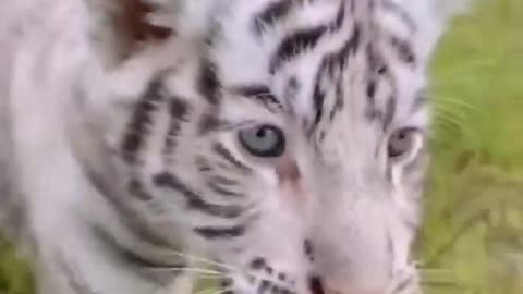 Baby tiger video