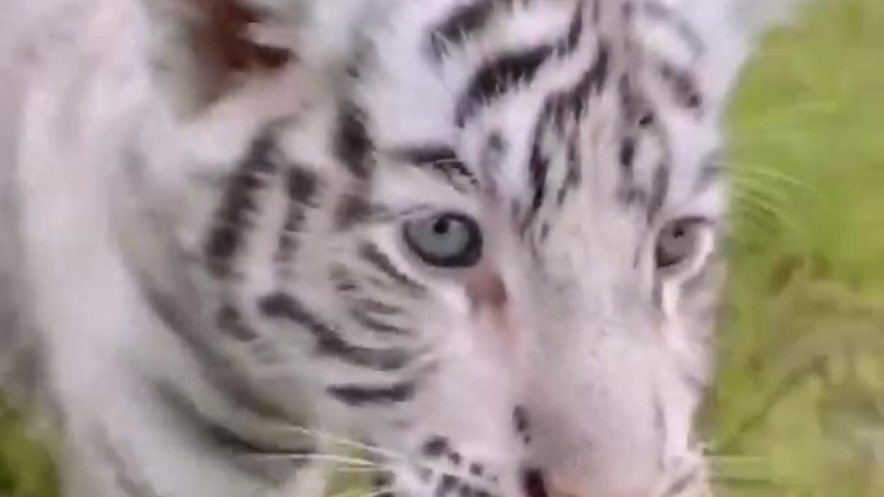 Baby tiger video