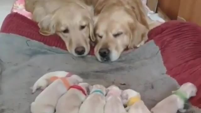 Funny Dogs Barking and Howling Compilation