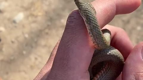 Snake short video | 🐍 🐍🐍🐍🐍 video