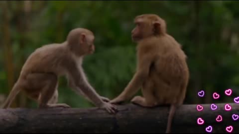 Funniest Monkey - cute and funny monkey videos