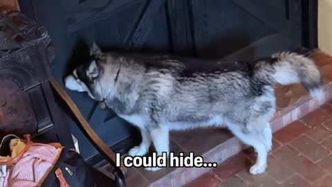 Husky Freaks Out Because He Can’t Reach Me!