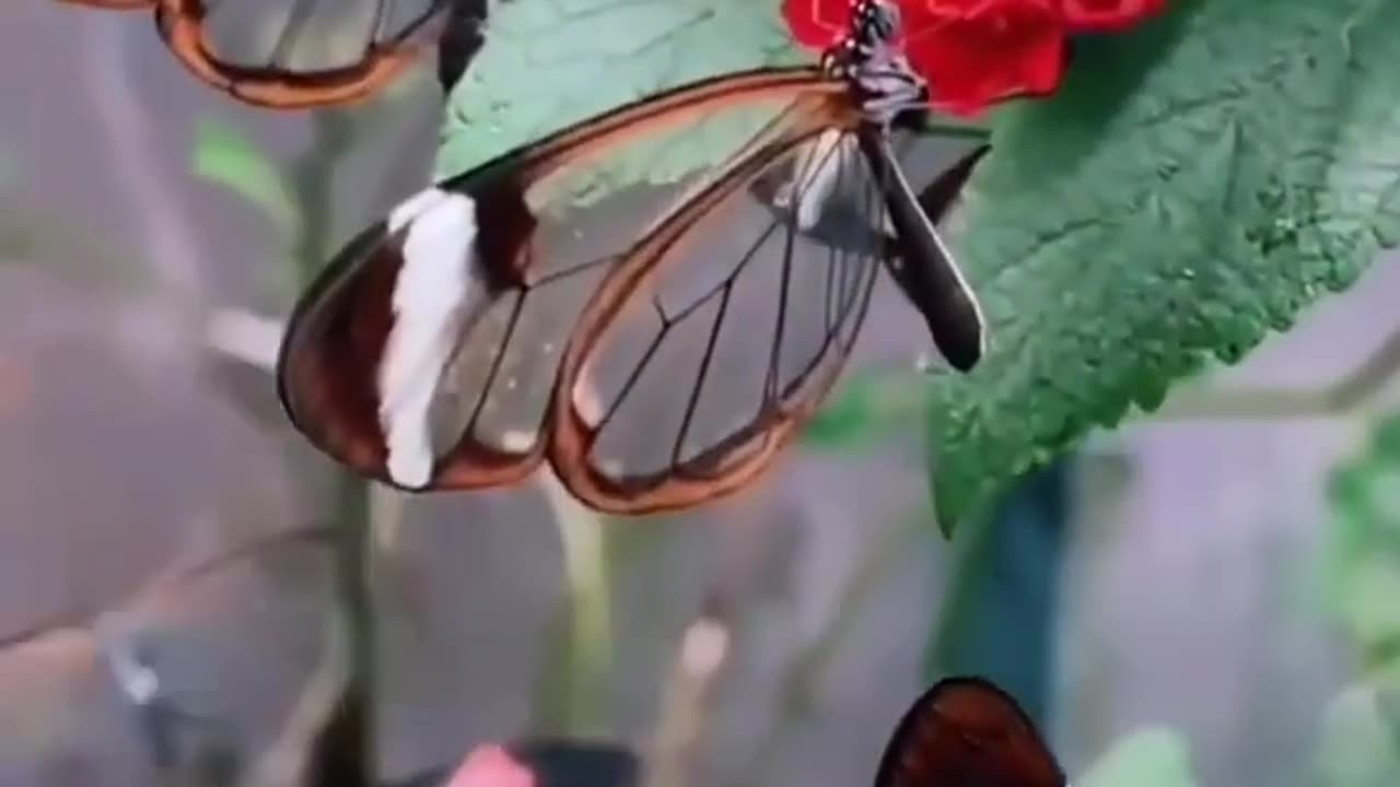 Transparent Butterfly #shorts #viral #shortsvideo #video