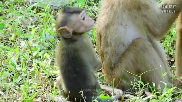 A Young Man Abandoned A Pet Baby Monkey Into Wild Troop . How Can He Survive ? 🎃