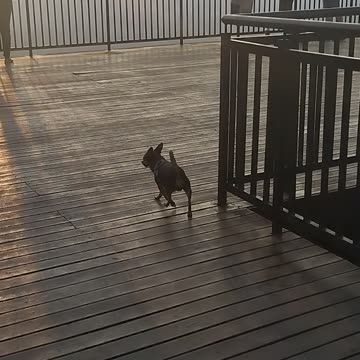 O picher que gosta de passear