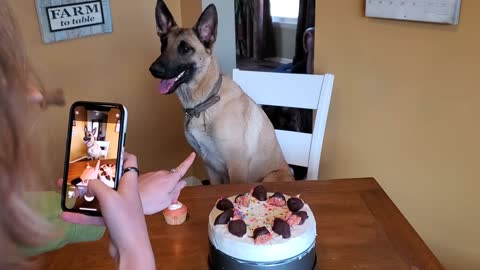 Kyda the GSD/Belgian turns 1