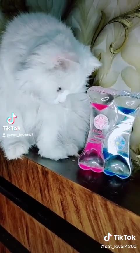 Beautiful funny cat
