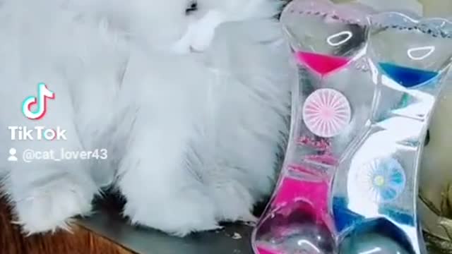 Beautiful funny cat