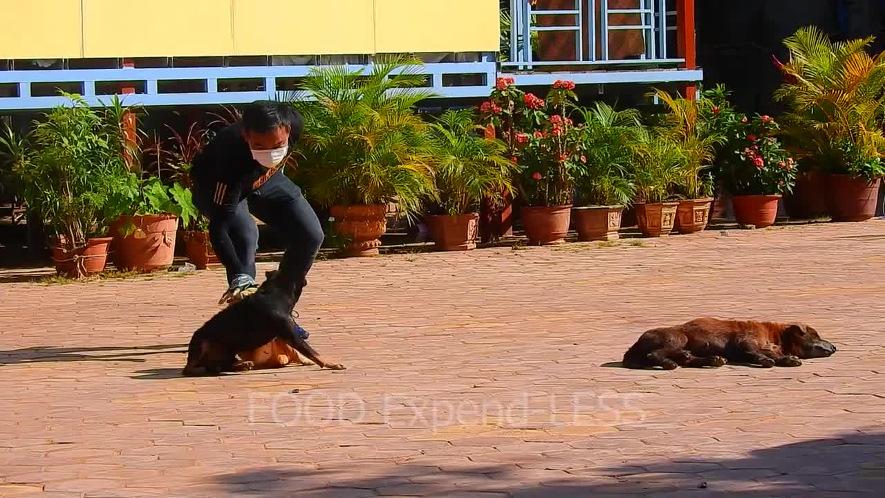 Scaring dogs