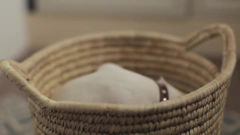 puppy jack russell terrier in a basket with linen