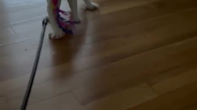 When your cat thinks she’s a dog🤗🐱