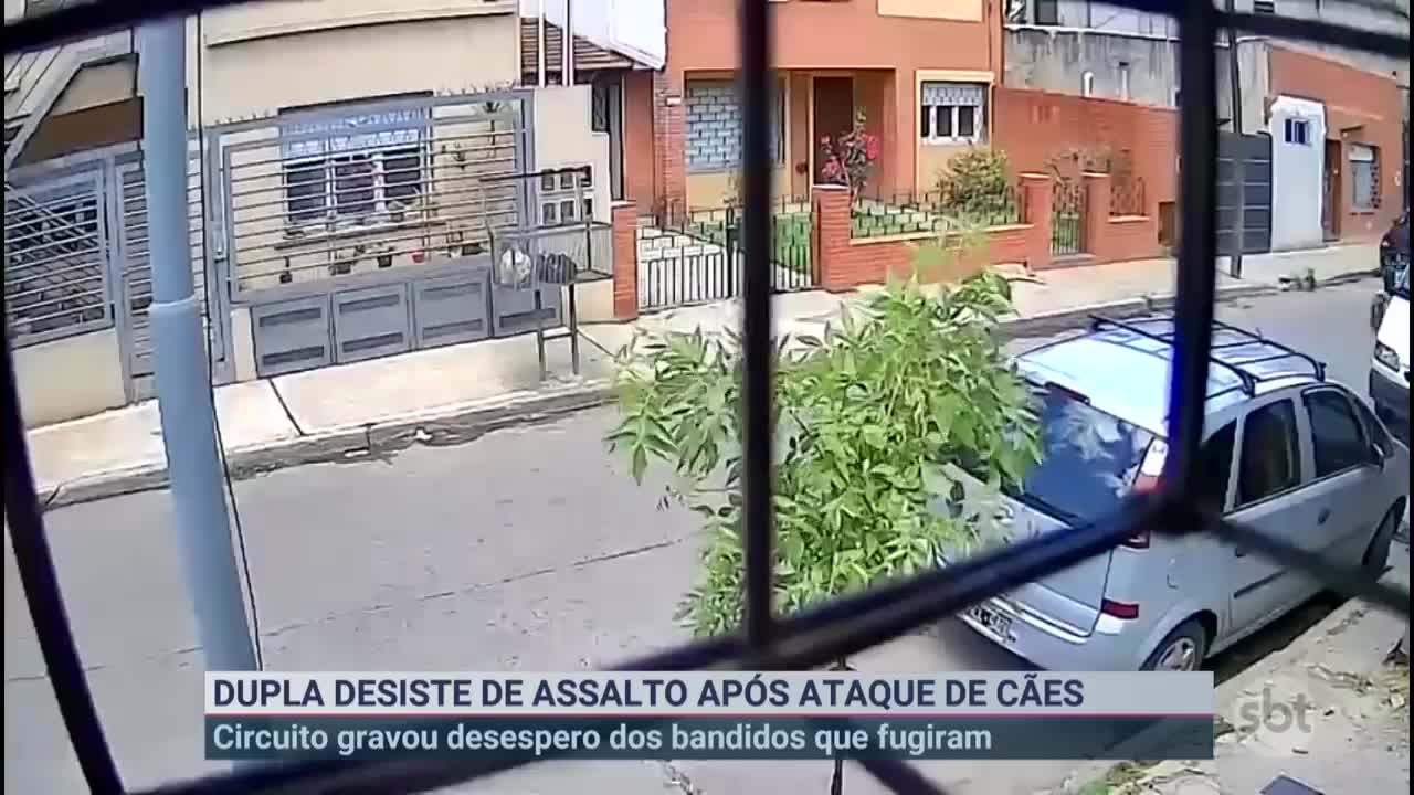 Cachorros de rua partem para cima de bandidos e evitam assalto | Primeiro Impacto (19/10/22)