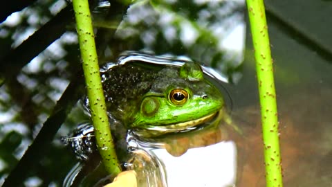 Bullfrog