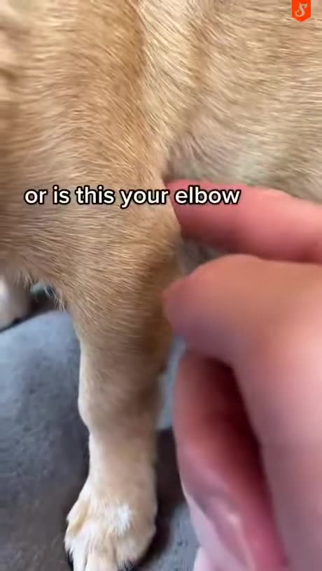 I‘m a dog person 😂