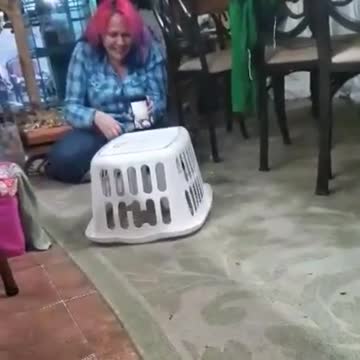 Cockatoo learns how to drive basket
