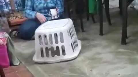 Cockatoo learns how to drive basket