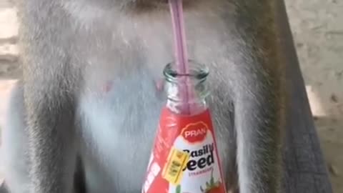 monkey drinks soda