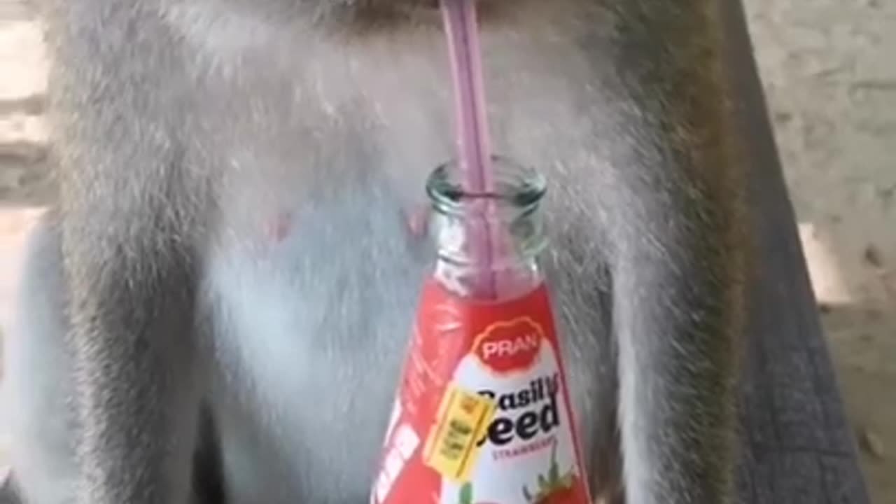 monkey drinks soda