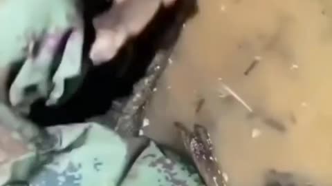 This is a beautiful and charming water-dwelling species