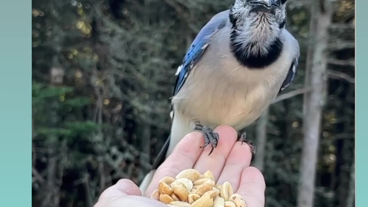 Bird feeding