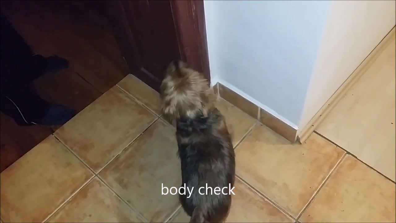 Yorkshire terrier puppy knows plenty of tricks