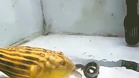 aquatic predator