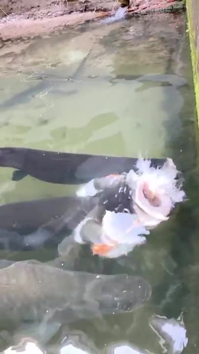 GIANT PIRARUCU EATING