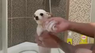 Bath time