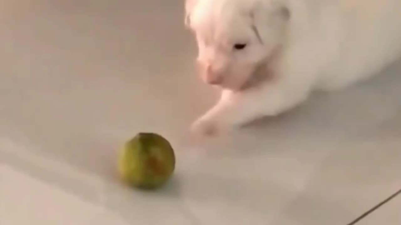 Amazing skills of puppies