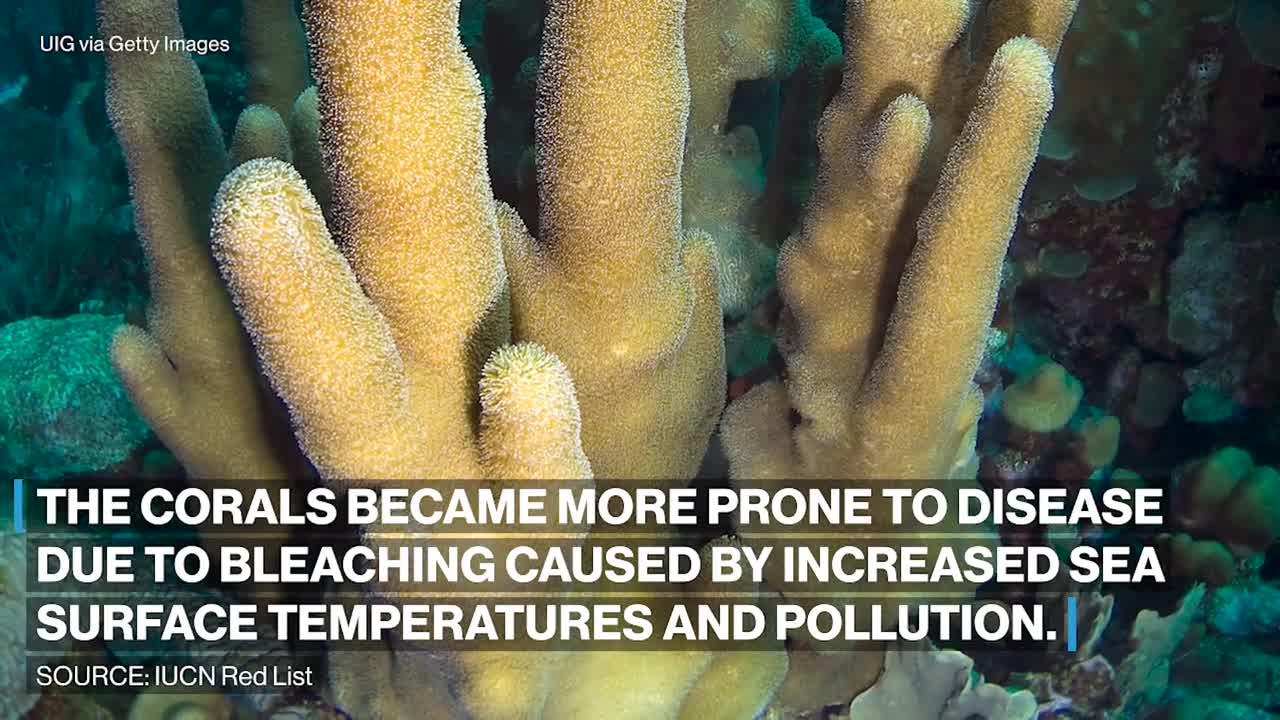 Climate change, human activity devastating marine life IUCN