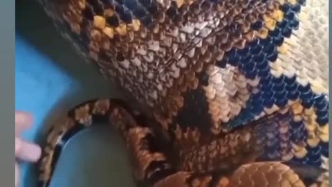 Massive 8 foot python 😲 😱 😲 😱 😲 😱 😲 😱