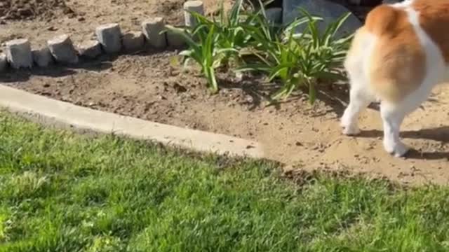 “If I don’t move maybe he won’t see me” #corgi #dogsoftiktok #puppy