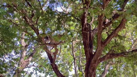 Fake Tiger Prank Monkey So Funny in 2023