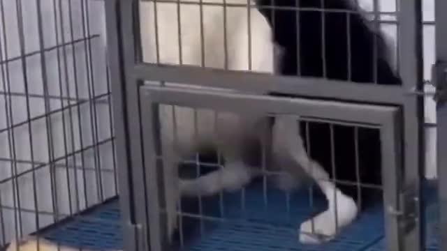 Funny Dog Scared of Owner