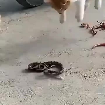 Cat vs snake || funny fight video #shorts #shortvideo #cat