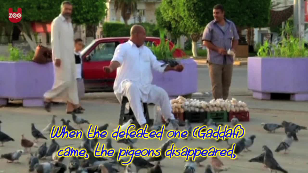 Libyan Pigeons Celebrate Gaddafi's Exit