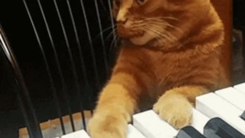 Cute Cat Gif
