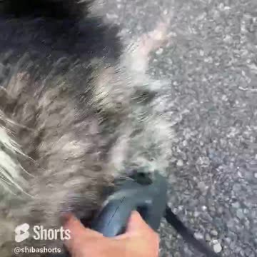 The best thing about a husky ￼