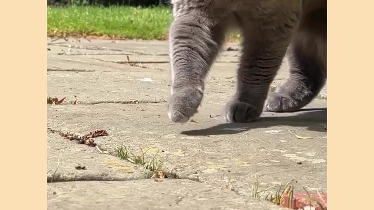 Funny cat video